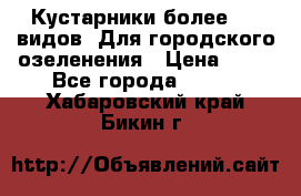 Кустарники более 100 видов. Для городского озеленения › Цена ­ 70 - Все города  »    . Хабаровский край,Бикин г.